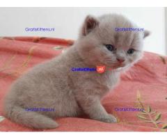 Britse Korthaar/Scottish Fold Blauw en Lilac kitten €150 Whatsapp-nummer: +32 460224753