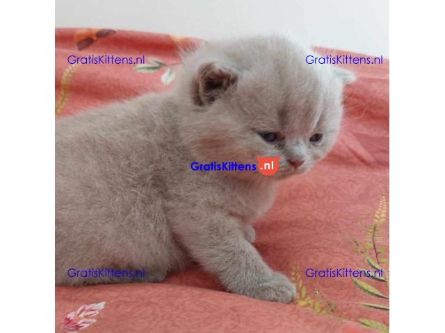 Britse Korthaar/Scottish Fold Blauw en Lilac kitten €150 Whatsapp-nummer: +32 460224753