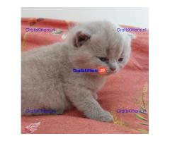 Britse Korthaar/Scottish Fold Blauw en Lilac kitten €150 Whatsapp-nummer: +32 460224753