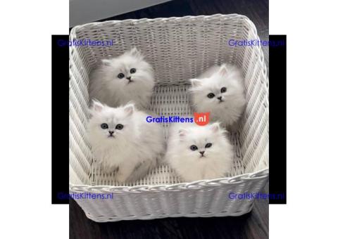 Thuis getrainde Perzische kittens te koop