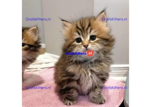 Siberische kittens te koop.