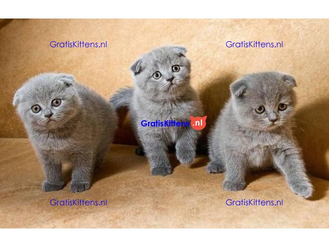 Scottish Fold kittens te koop.