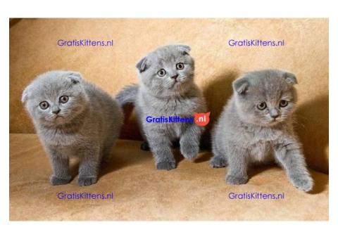 Scottish Fold kittens te koop.