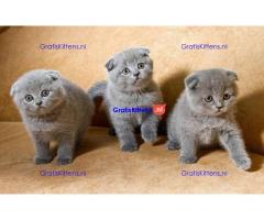 Scottish Fold kittens te koop.