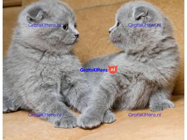 Scottish Fold kittens te koop.