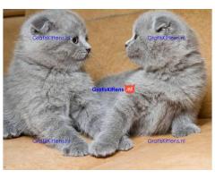 Scottish Fold kittens te koop.