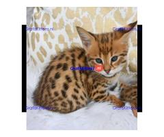 Savannah-kittens te koop.