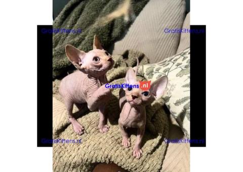 Sphynx-kittens voor