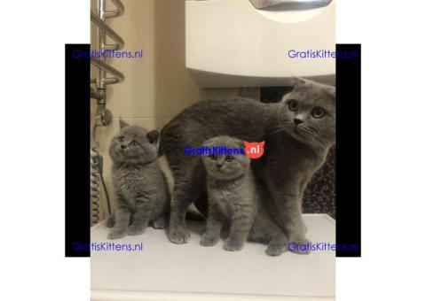 Scottish Fold en Straight kittens te koop