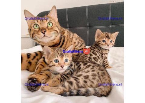 Bengaalse kittens te koop