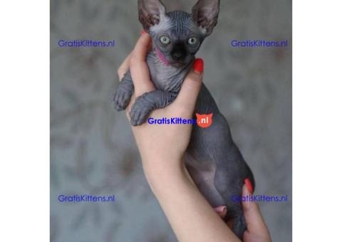 Sphynx-kittens te koop