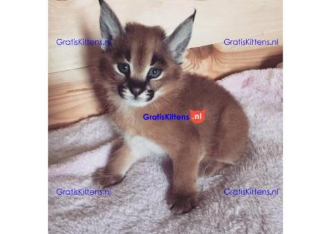 Afrikaanse Serval, Cheetahwelpen en F1 Savannah-kittens te koop