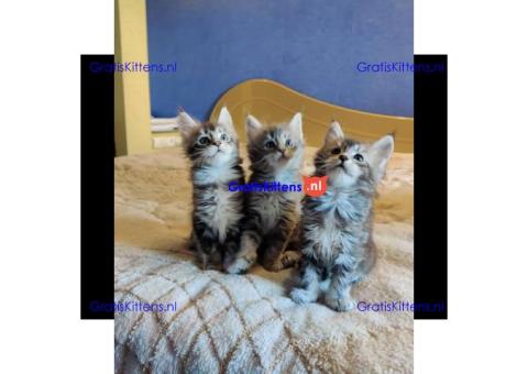 Maine coon kittens te koop.