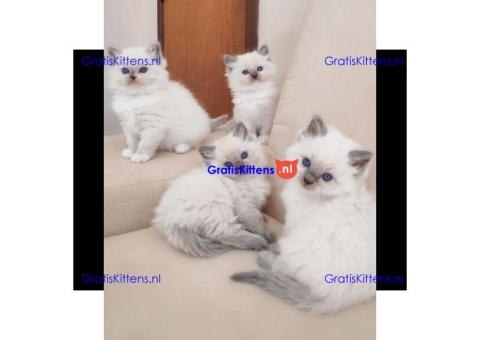 Ragdoll-kittens te koop.