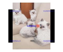 Ragdoll-kittens te koop.