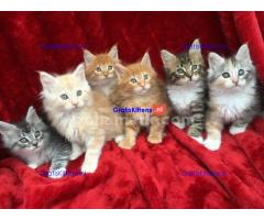 vriendelijke maine coon kittens  ter  adoptie