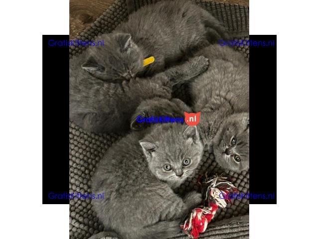 Britse Korthaar/Scottish Fold Blauw en Lilac kitten €150 Whatsapp-nummer: +32 460224753