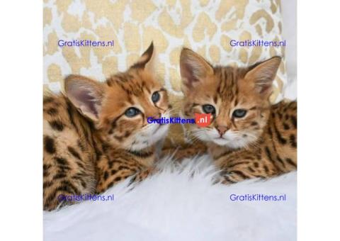 schattige  bengalenkittens ter  adoptie