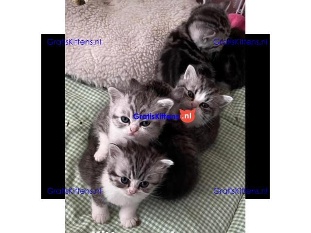 Britse Korthaar/Scottish Fold Blauw en Lilac kitten €150 Whatsapp-nummer: +32 460224753