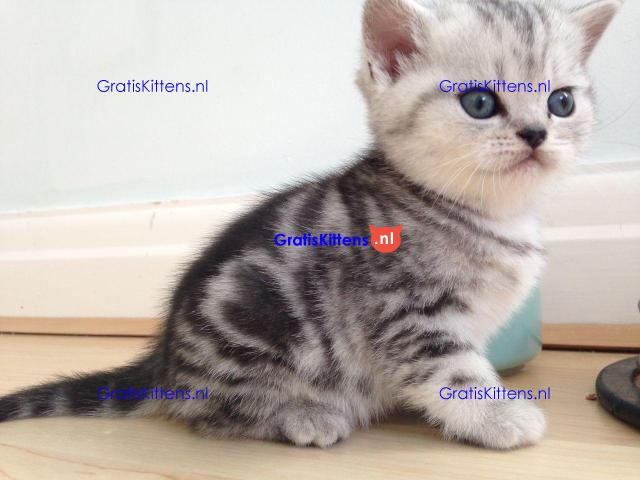 Britse Korthaar/Scottish Fold Blauw en Lilac kitten €150 Whatsapp-nummer: +32 460224753