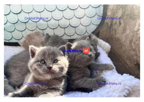 schattige kortharige kittens