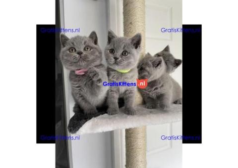 Britse Korthaar kittens Beschikbaar