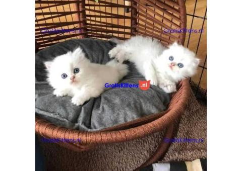 Thuis opgevoede Perzische kittens