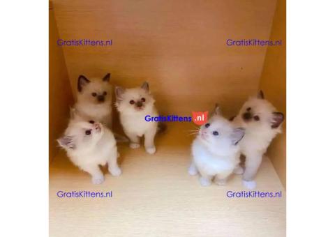 Ragdoll-kittens te koop