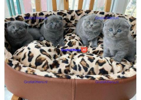 Schotse vouwkatten te koop