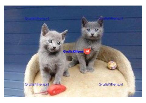 Raszuivere Russische Blauwe Kittens Beschikbaar