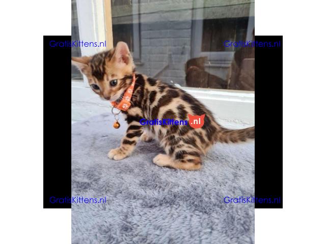 Gratis kerstcadeau Bengalen en prachtige kittens voor gratis adoptie