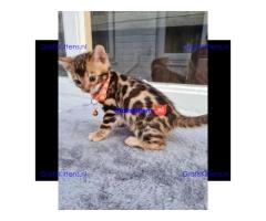 Gratis kerstcadeau Bengalen en prachtige kittens voor gratis adoptie