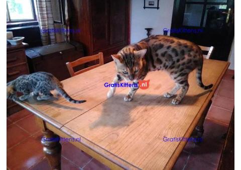 Gratis geschenk Savannah-kitten ter adoptie