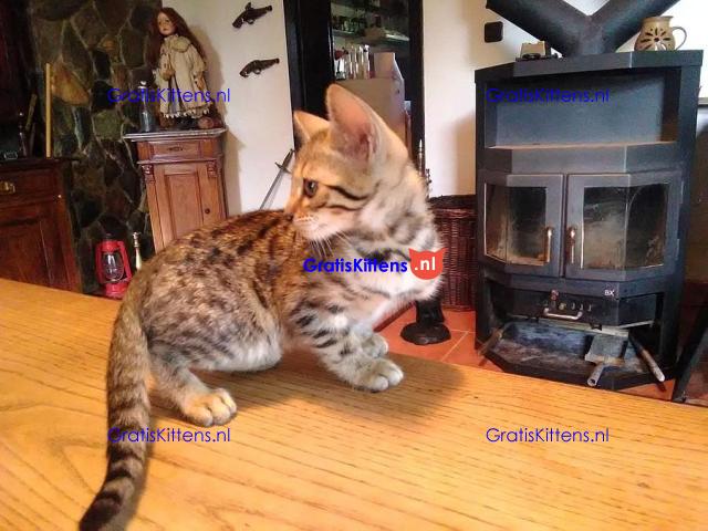 Gratis geschenk Savannah-kitten ter adoptie