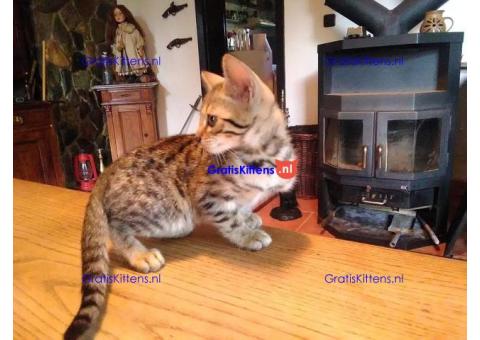 Gratis geschenk Savannah-kitten ter adoptie