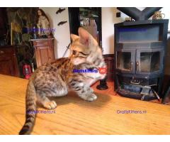 Gratis geschenk Savannah-kitten ter adoptie