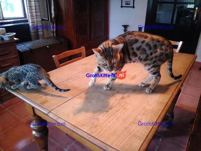 Gratis geschenk Savannah-kitten ter adoptie