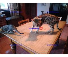 Gratis geschenk Savannah-kitten ter adoptie