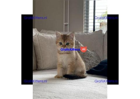 Angstaanjagende Scottish Fold kittens en vrouwtjes voor gratis adoptie