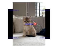 Angstaanjagende Scottish Fold kittens en vrouwtjes voor gratis adoptie