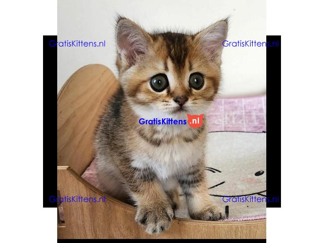 Angstaanjagende Scottish Fold kittens en vrouwtjes voor gratis adoptie