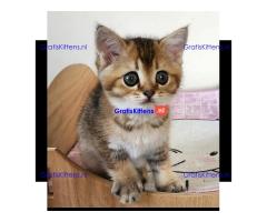 Angstaanjagende Scottish Fold kittens en vrouwtjes voor gratis adoptie