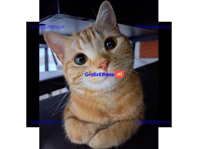 Angstaanjagende Scottish Fold kittens en vrouwtjes voor gratis adoptie