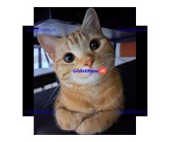 Angstaanjagende Scottish Fold kittens en vrouwtjes voor gratis adoptie