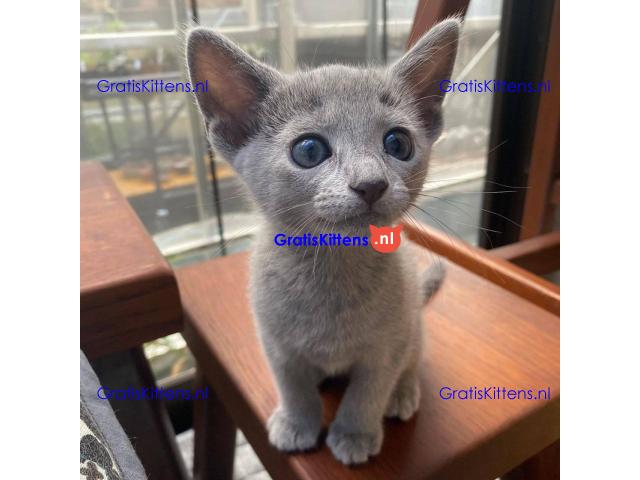 Schattige en vrije Russische Blauwe kittens voor gratis adoptie