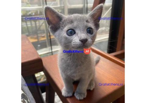 Schattige en vrije Russische Blauwe kittens voor gratis adoptie