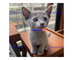 Schattige en vrije Russische Blauwe kittens voor gratis adoptie