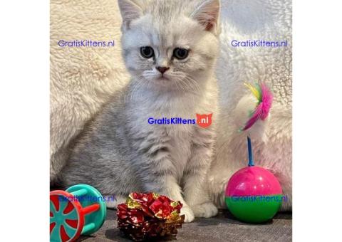 Brits korthaar katten zoeken een nieuw thuis