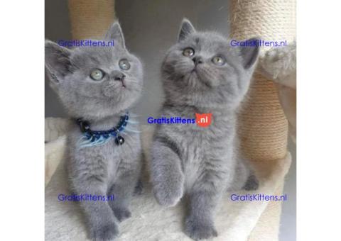 Brits korthaar katten zoeken een nieuw thuis