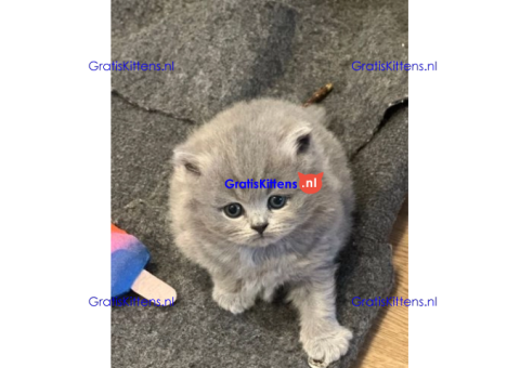 Brits korthaar katten zoeken een nieuw thuis
